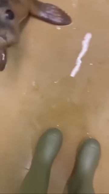 Осознают ли они себя как существа