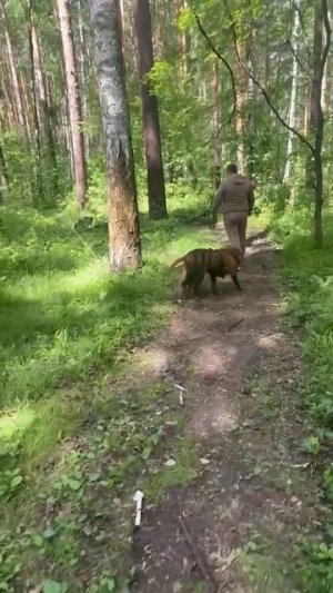 Гуляли в лесу с собаками