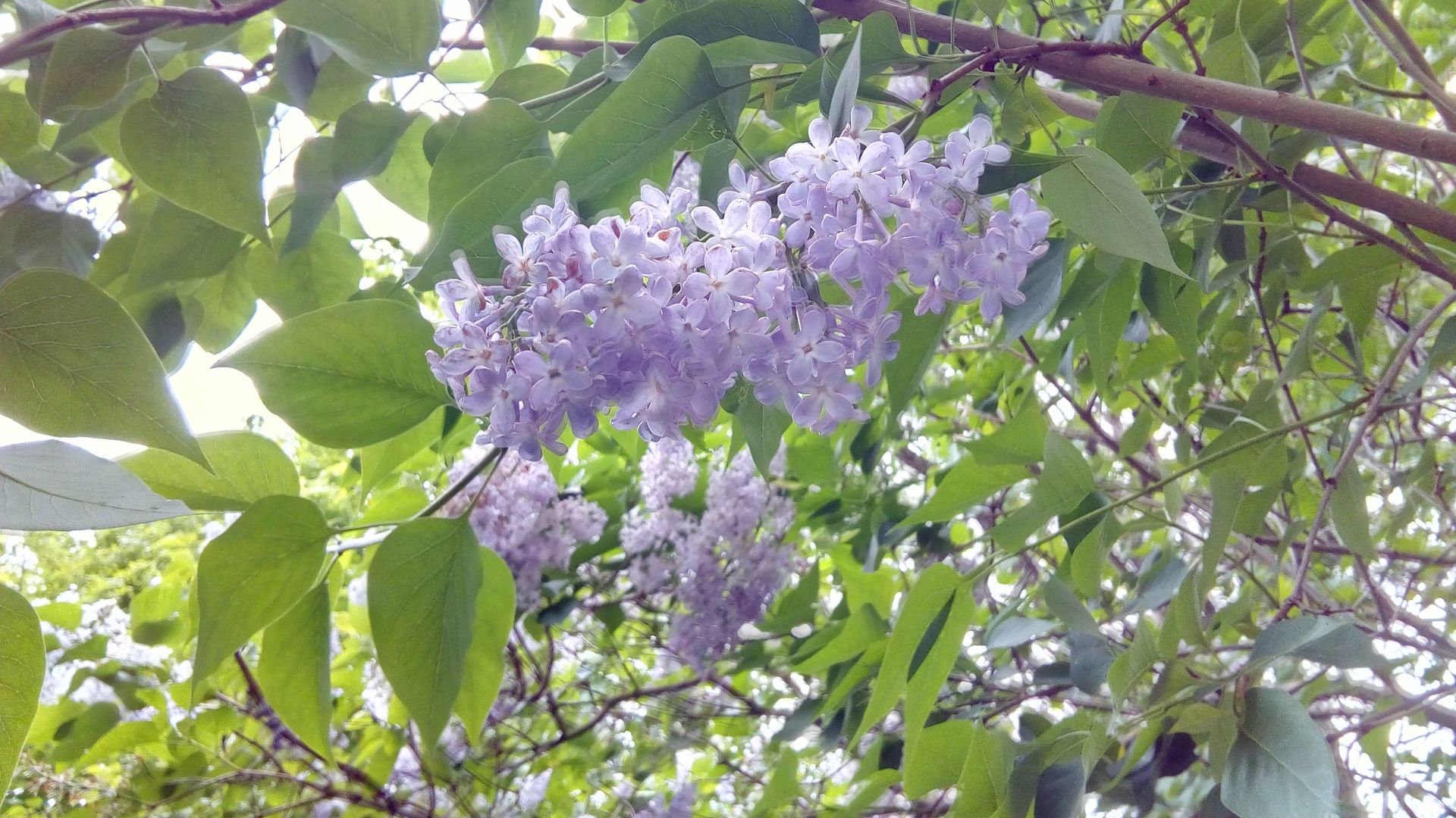 Летний день в лесу