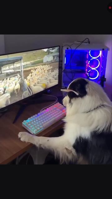 Собака на удалёнке)