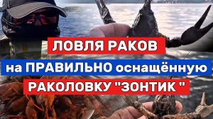 ЛОВЛЯ РАКОВ на РАКОЛОВКУ ЗОНТИК. РАКОЛОВКА ЗОНТИК В ДЕЛЕ. ОСНАЩЕНИЕ РАКОЛОВКИ. НА ЧТО ЛОВИТЬ РАКА.