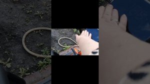 мой триша