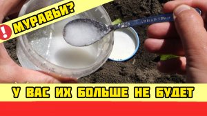 Муравьи! У вас их больше не будет! СУПЕР ЭФФЕКТИВНОЕ СРЕДСТВО