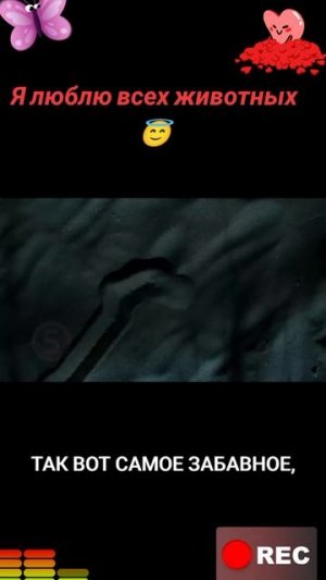 Я люблю всех животных😇