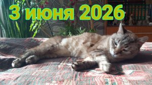 3 июня 2026. Утро не очень доброе...
