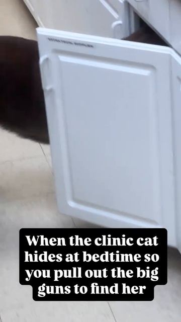 Кошка_из_приюта смотреть онлайн