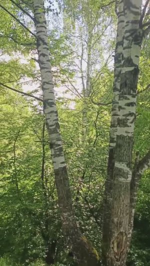 Хорошо в лесу!!!Птички поют...И где-то клещи затаились!!!