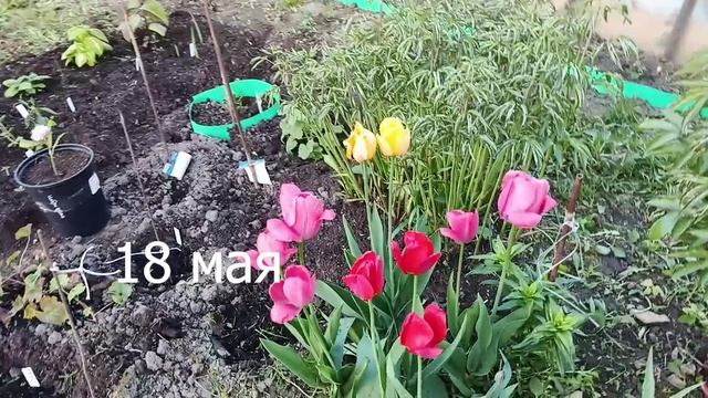 Подмосковная дача. Маемся в мае)) делаем высокие грядки и другое...
