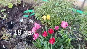 Подмосковная дача. Маемся в мае)) делаем высокие грядки и другое...