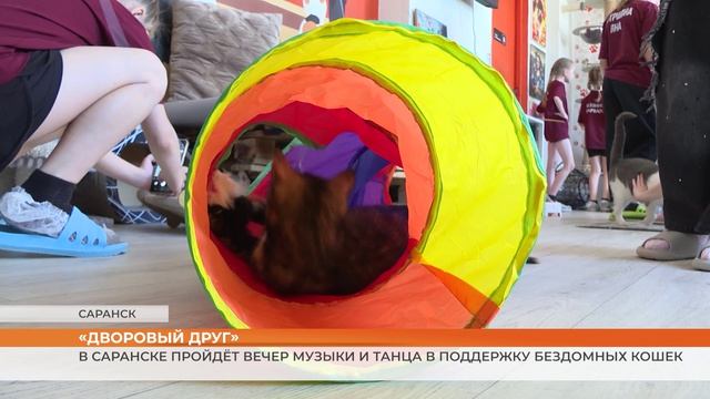 В Саранске пройдёт благотворительный концерт «Дворовый друг»
