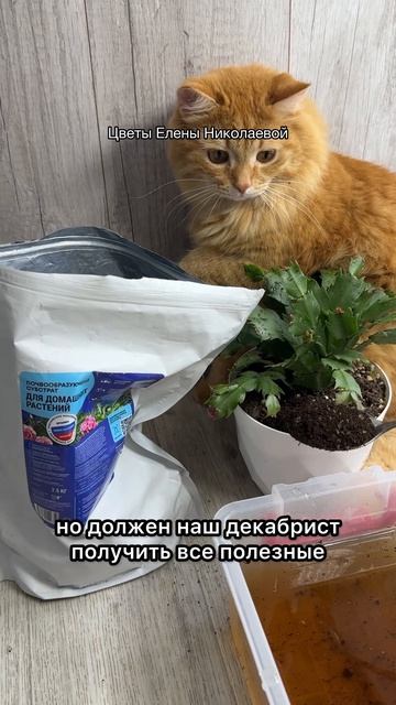 Обязательно КУПАЙТЕ ДЕКАБРИСТ!