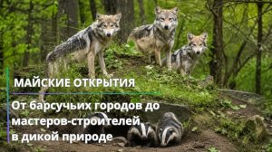 Майские открытия: от барсучьих городов до мастеров‑строителей в дикой природе