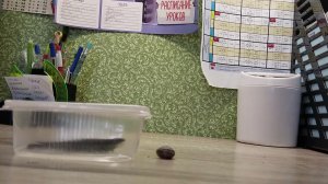 встреча прыткой ящерицы и маленькой улитки