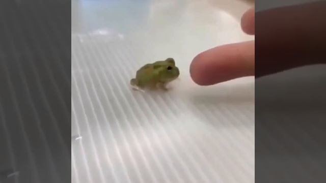Жабий кусь