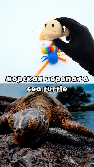 Названия Животных для Детей: панда, морская черепаха, собака корги, утка #учимживотных #длядетей
