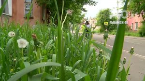 (Рыбинск-40) ЗАРОСЛЕЙ ВО ДВОРАХ БЫТЬ НЕ ДОЛЖНО