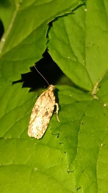 Плоская моль (Agonopterix arenella) смотреть онлайн