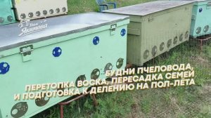 Будни пчеловода — как я подготовил пасеку к потеплению и навел порядок в ульях