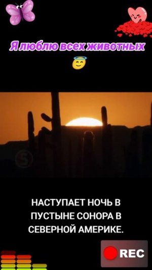 Я люблю всех животных😇