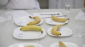 Первые российские бананы из Сочи прошли лабораторную проверку: они безопасны и полезны