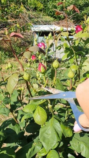 Почикала розы🥀
