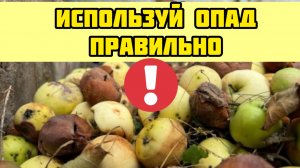 Не выкидывайте опавшие яблоки! Это отличное удобрение!