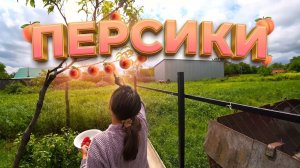 Интернет ОТКЛЮЧИЛИ! Паника. // Черешню съели, но в саду нас ждал сюрприз — ПЕРСИКИ! 🍑 925 серия