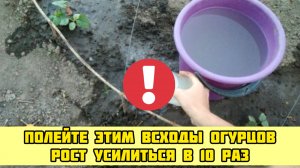 Полейте ЭТИМ всходы огурцов и рост усилится в 10 РАЗ! Раний урожай