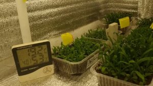 Эти лампы помогут вам вырастить красивую и приземистую рассаду.