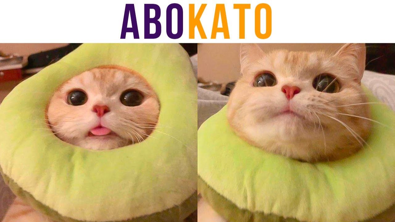 АВОКАТО))) Приколы с котами смотреть онлайн