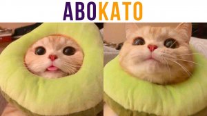 АВОКАТО))) Приколы с котами