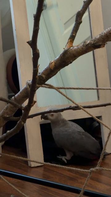 03-06-2026. Попугай 🦜 Жако. смотреть онлайн