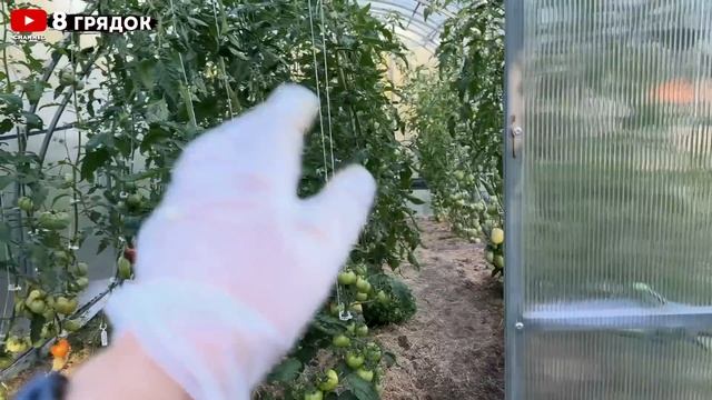 После болезней томатов пролейте теплицу осенью этим средством 8 грядок.
