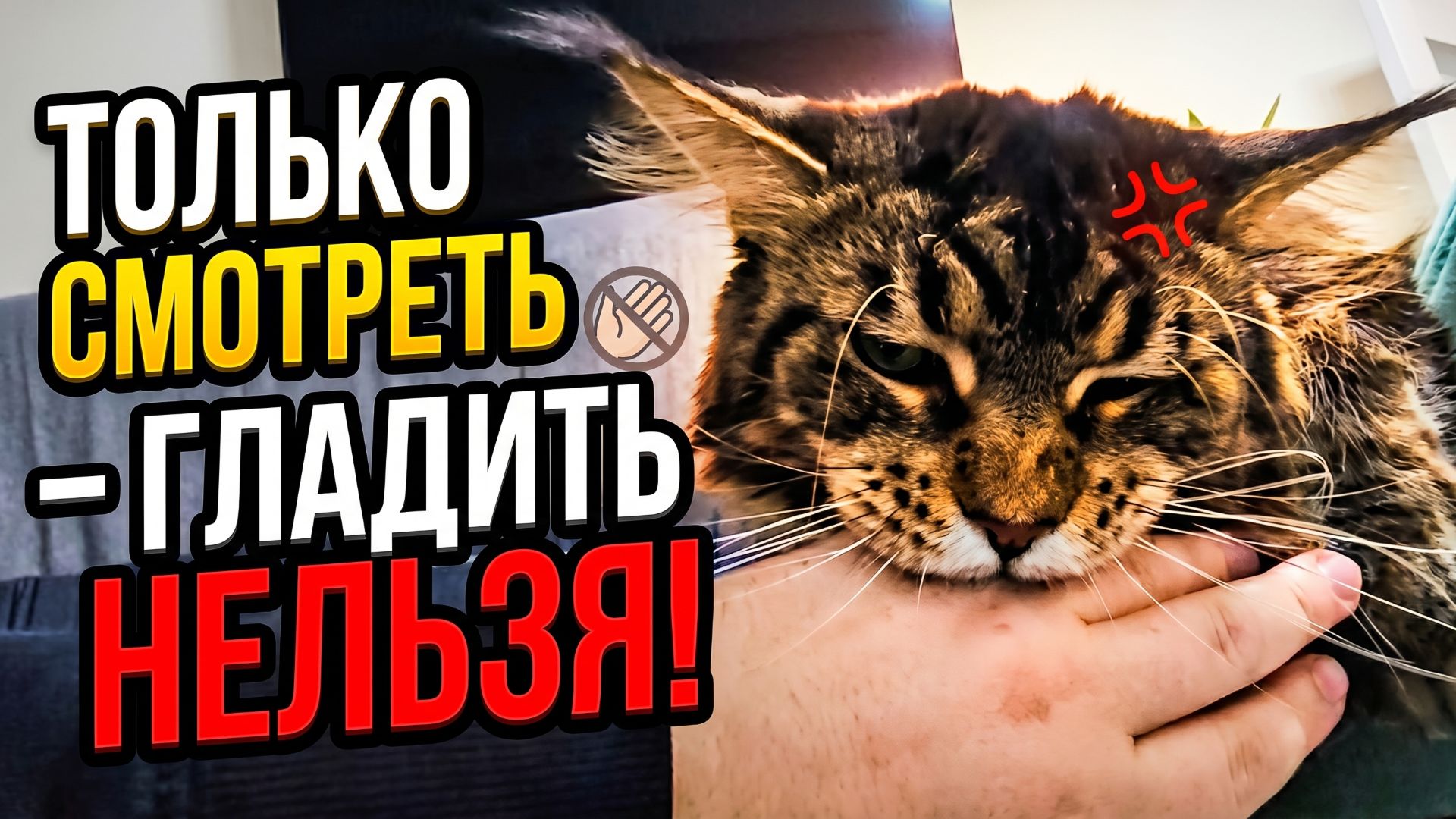 Кот мейн-кун кусается смотреть онлайн