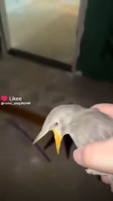 2 мэмчика смотреть онлайн