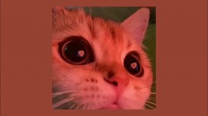 Котик с милыми эффектами