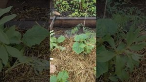 Обзор посадки огурцов.