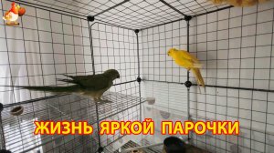 Жёлтый и Зелёный - сериал о жизни двух кольчатых ожереловых попугаев 🦜🦜 (5)