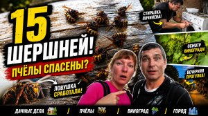15 ШЕРШНЕЙ ЗА РАЗ! 😱 Ловушка сработала | Пчёлы спасены