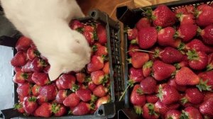Ну очень вкусная клубника 🍓!  Благодарим подписчика за вкусную клубнику!