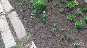 Навожу порядок / Украшаю дачу / Немного о плодовых деревьях / Пионы в цвету /