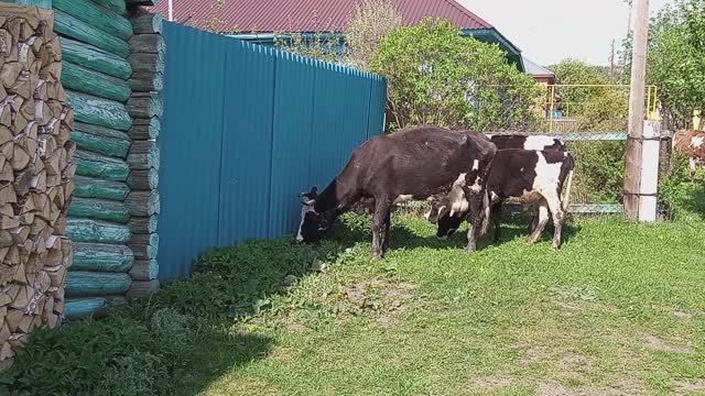 ПРАЗДНИКИ . Не одна в ДЕРЕВНЕ смотреть онлайн