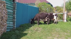 ПРАЗДНИКИ . Не одна в ДЕРЕВНЕ