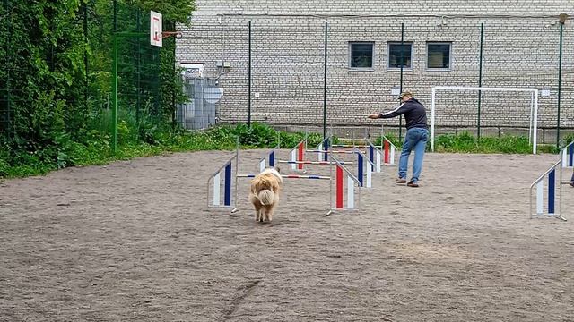 Вик, тренировка по адж, 31.05 - 2