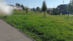 ОДУВАНЧИК ПОЛЕВОЙ, ЛЕКАРСТВЕННЫЙ...НАКОНЕЦ ТО ПРИШЛО ЛЕТО❤️🌱🐝