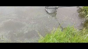 Светлые Горы Карп4 03.06.2026г