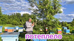 Проверка облёта маток в отводках на пасеке. Пчеловодство Владимирской области!