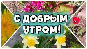 С ДОБРЫМ УТРОМ!