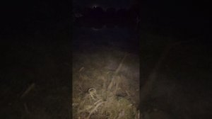 Итоги ночной рыбалки на карася! 💯Улов радует.