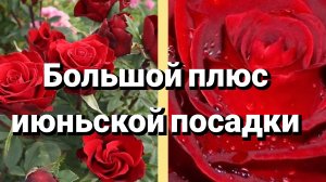 Посадка розы в июне. Ч/г роза Эксплорер